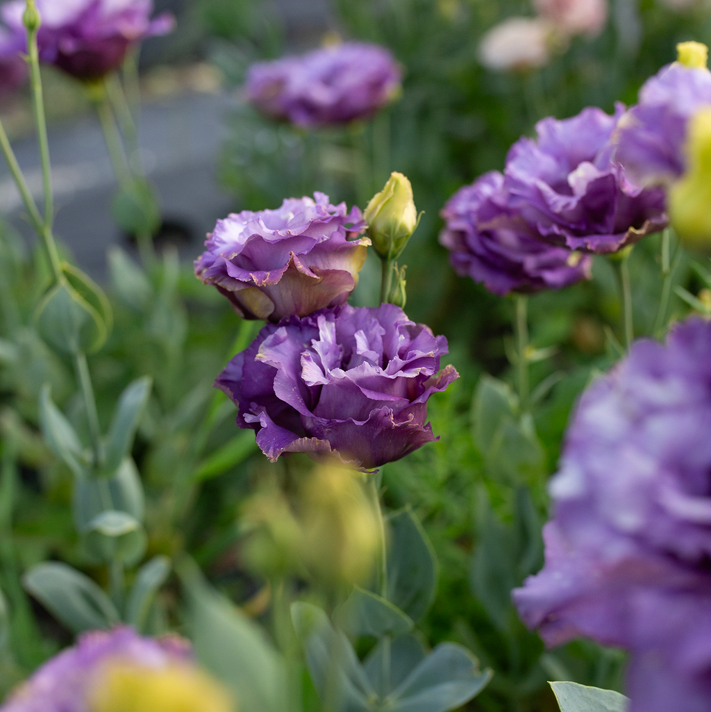 Lisianthus 'Metallic Blue'