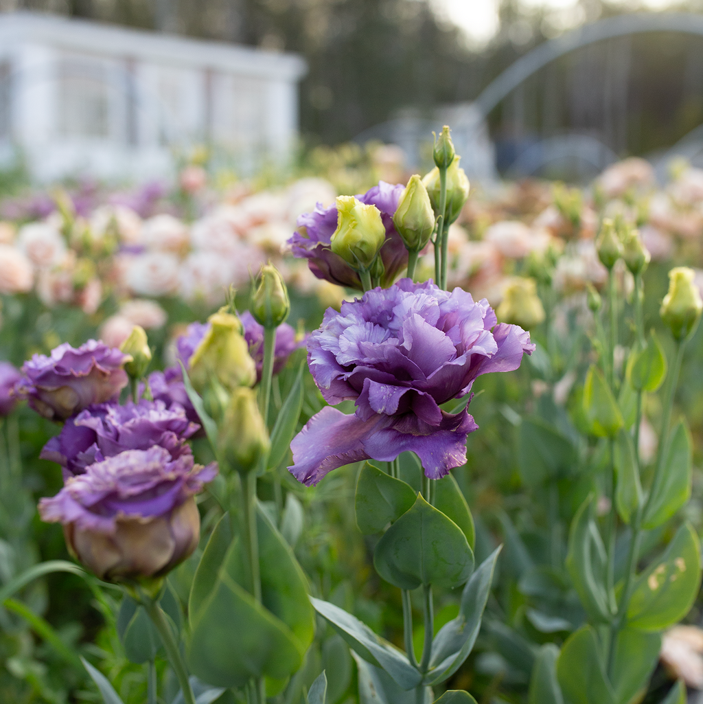 Lisianthus 'Metallic Blue'