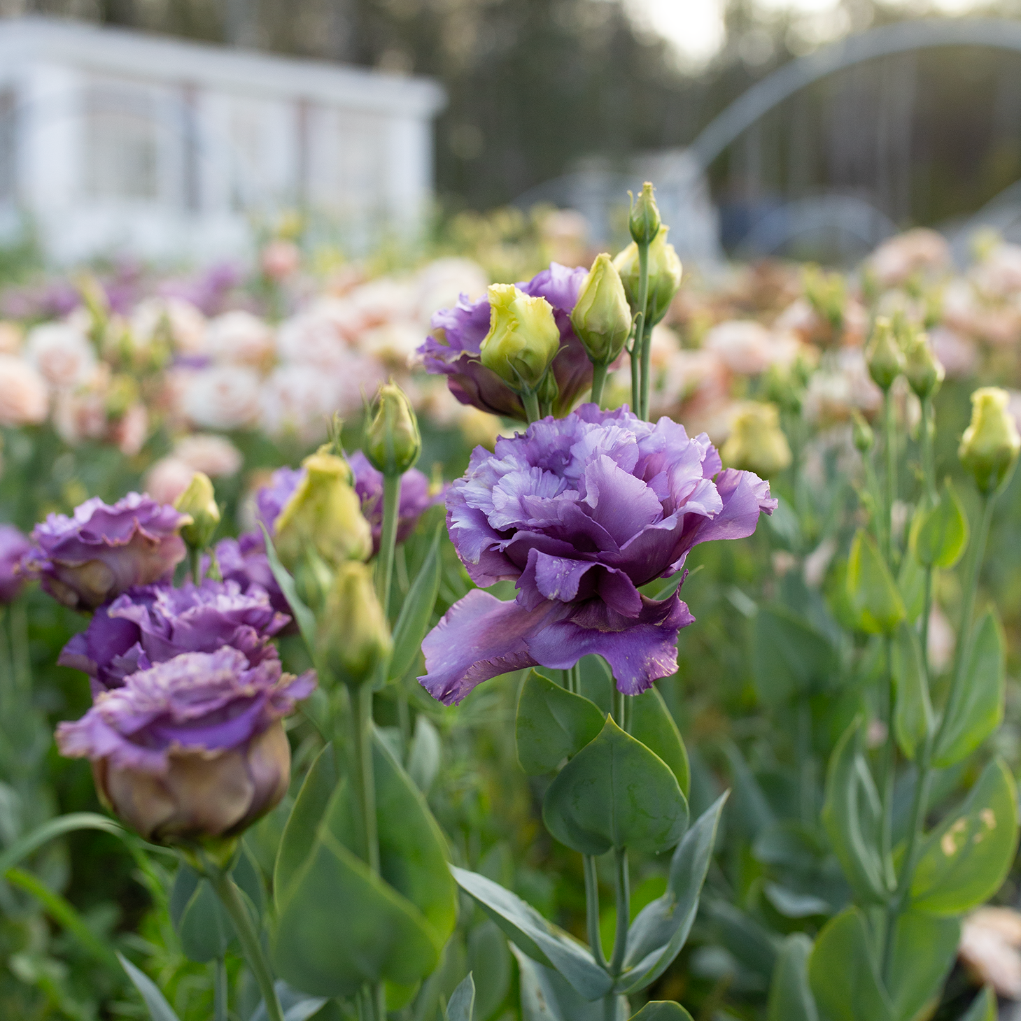 Lisianthus 'Metallic Blue'