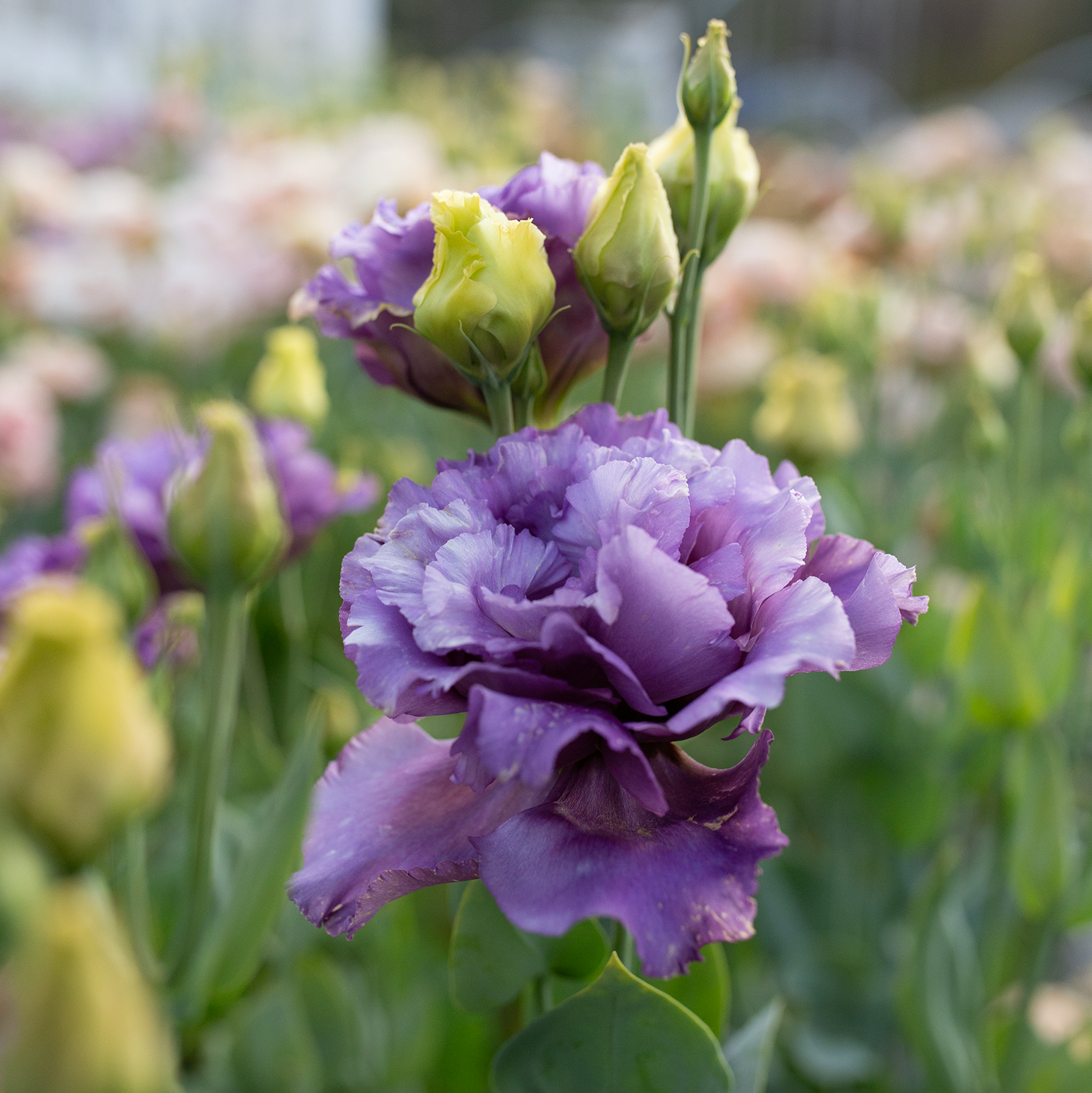 Lisianthus 'Metallic Blue'