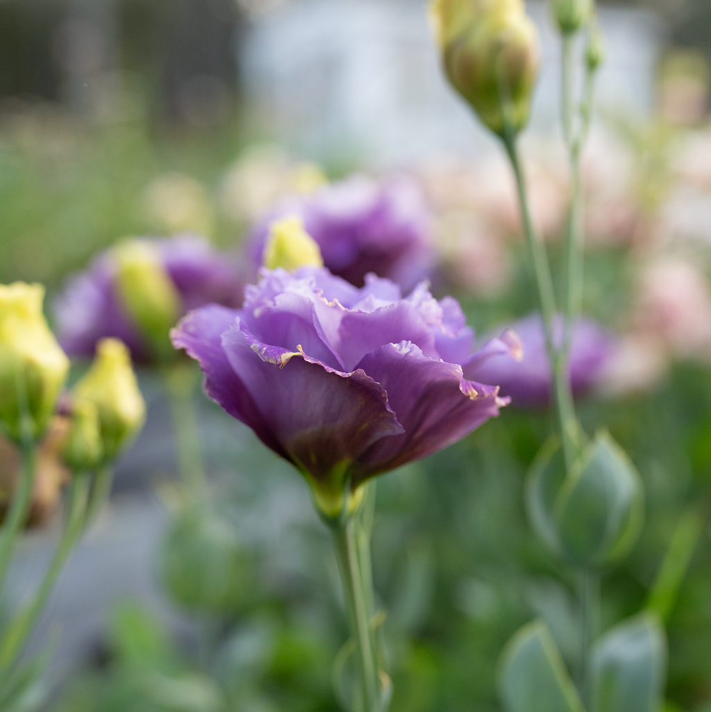Lisianthus 'Metallic Blue'