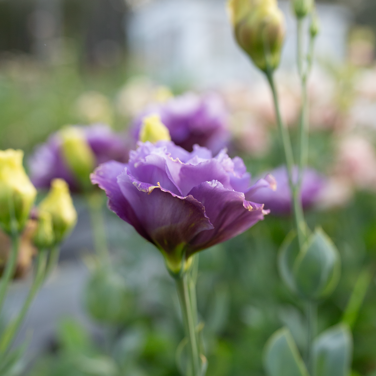 Lisianthus 'Metallic Blue'