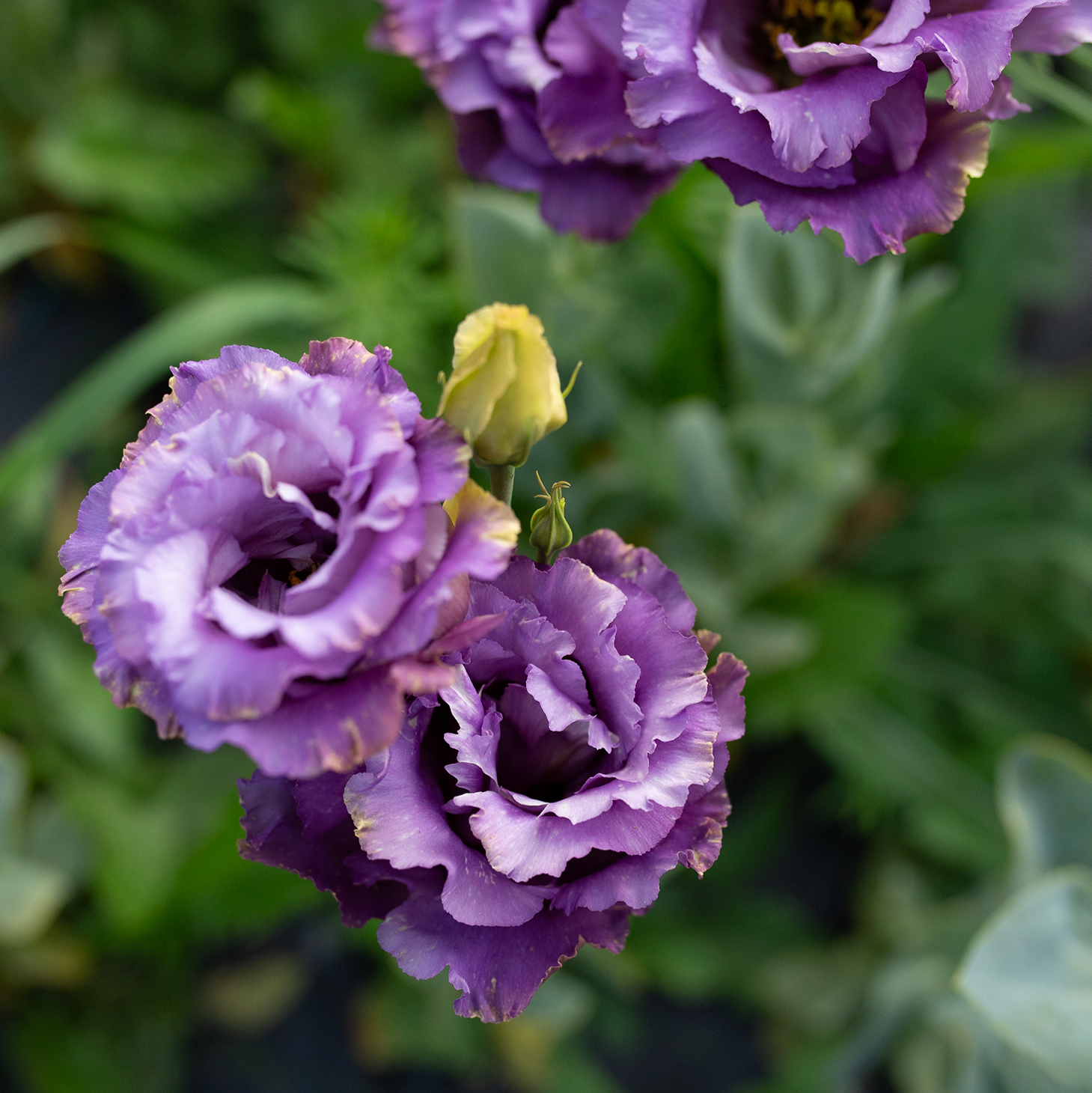 Lisianthus 'Metallic Blue'