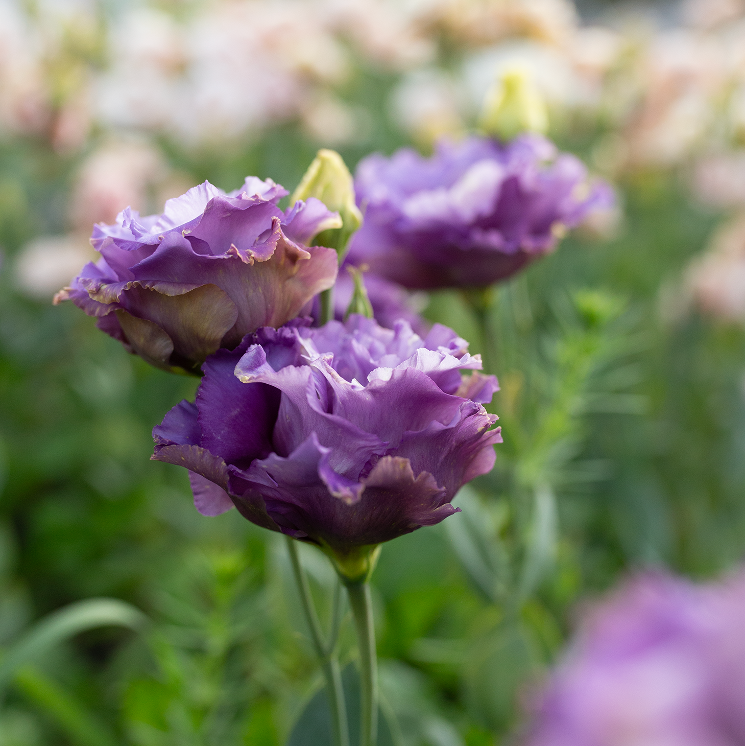 Lisianthus 'Metallic Blue'