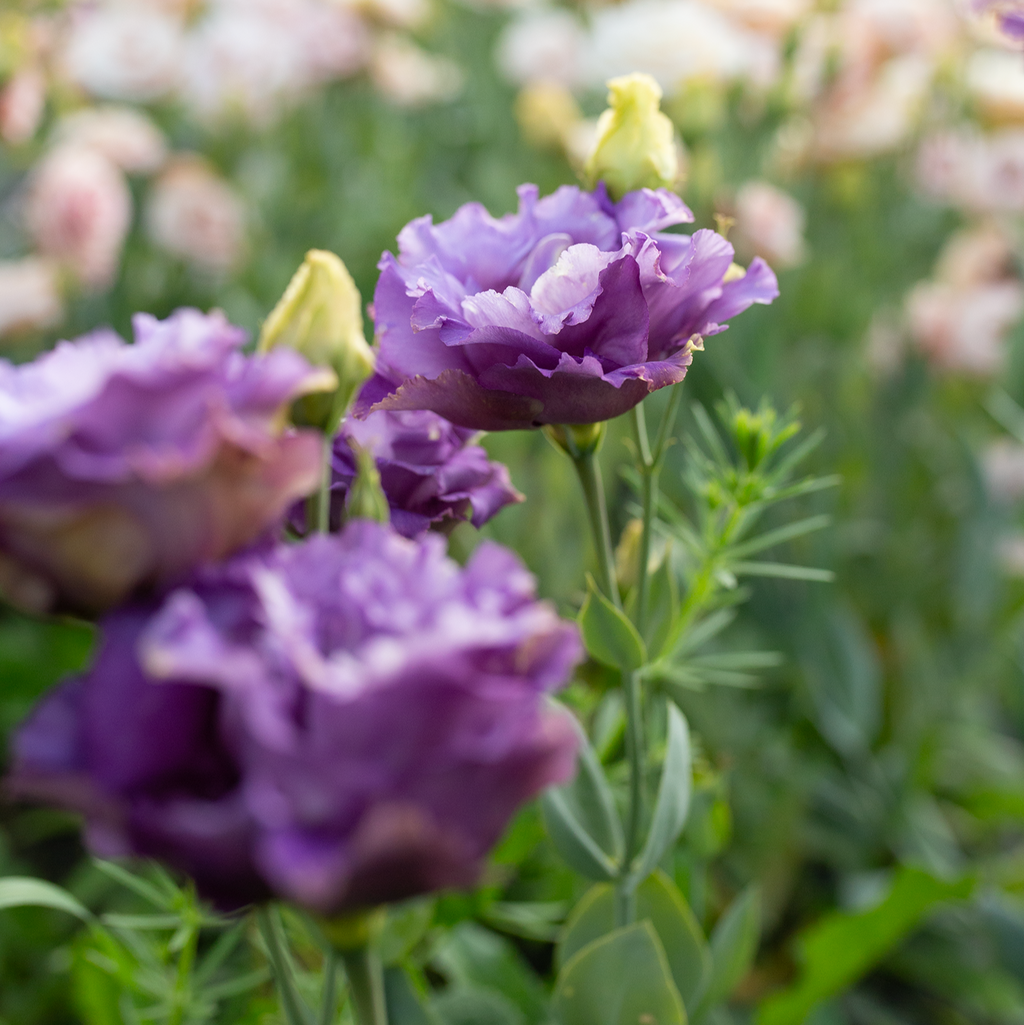 Lisianthus 'Metallic Blue'