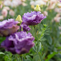Lisianthus 'Metallic Blue'