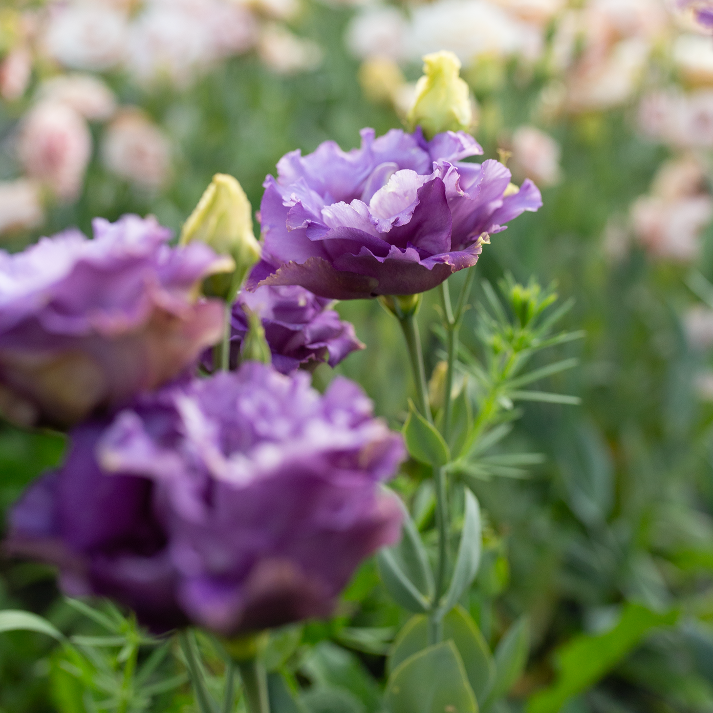 Lisianthus 'Metallic Blue'