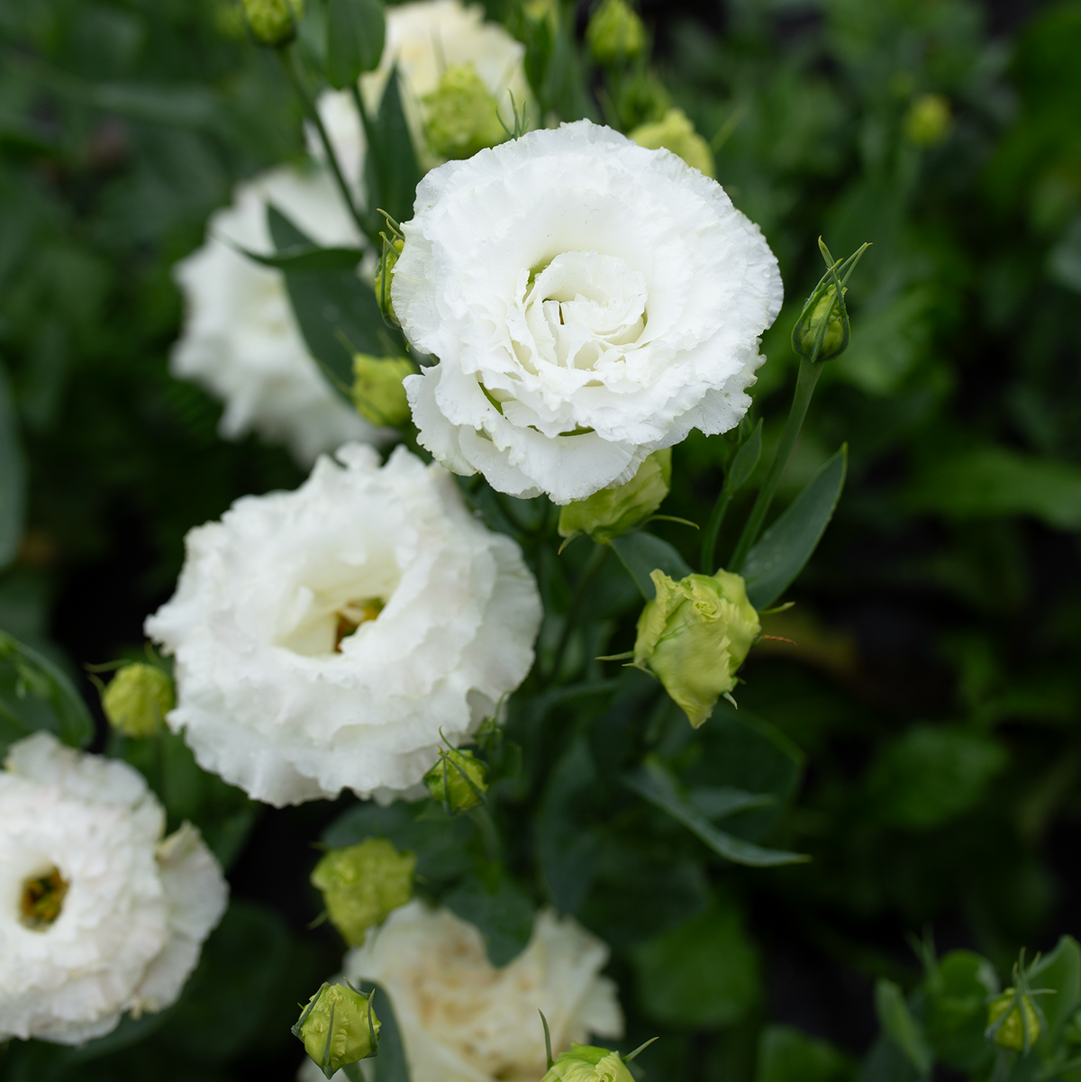Lisianthus 'Wedding Kiss'