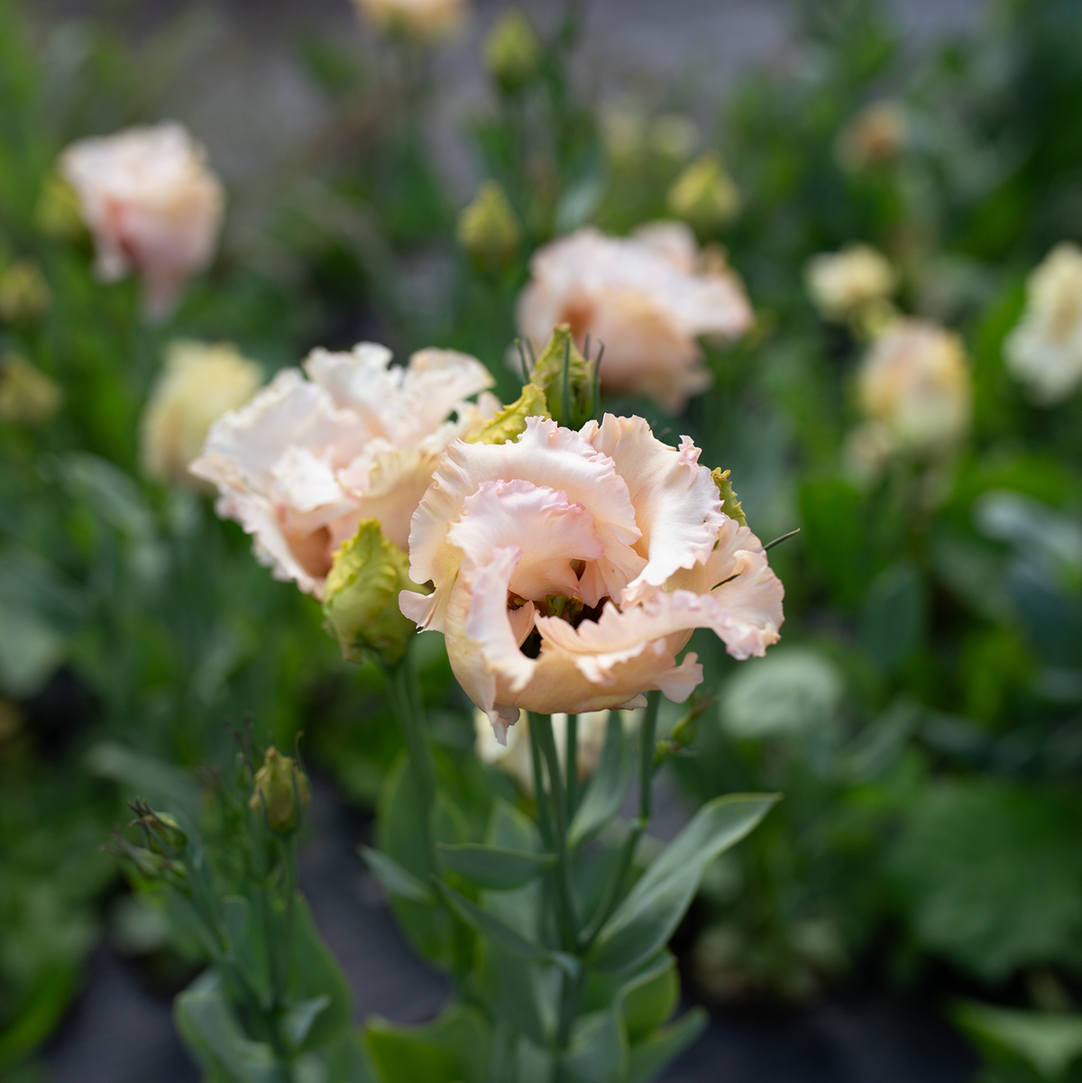 Lisianthus 'Apricot'