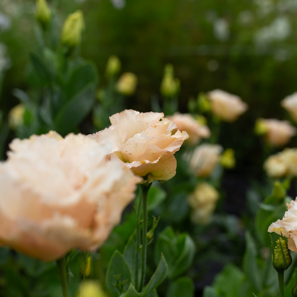 Lisianthus 'Apricot'