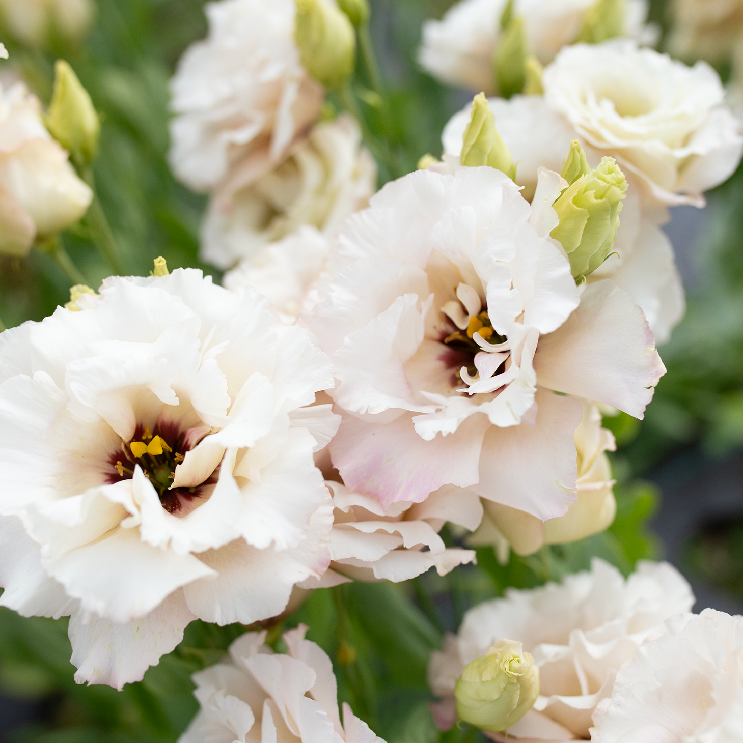 Lisianthus 'Beige Neo'