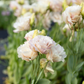 Lisianthus 'Beige Neo'