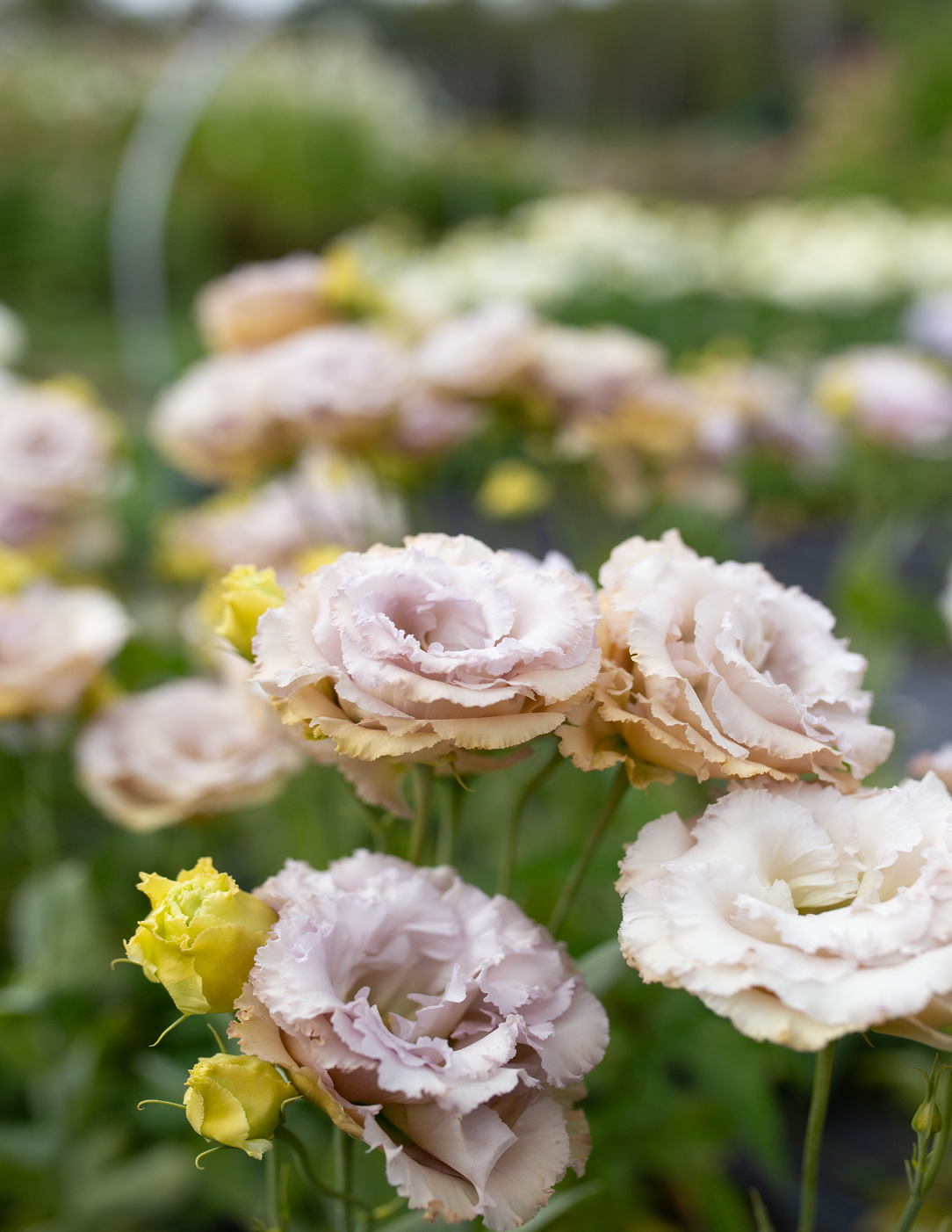 Lisianthus Growing Guide