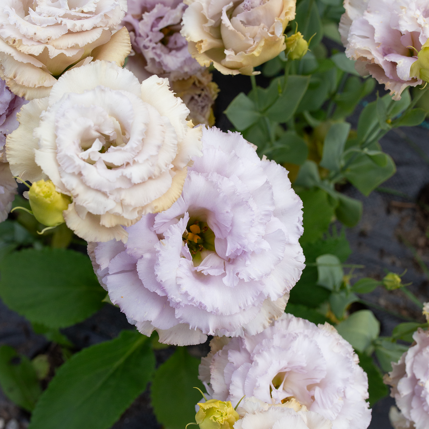 Lisianthus 'Blue Château'