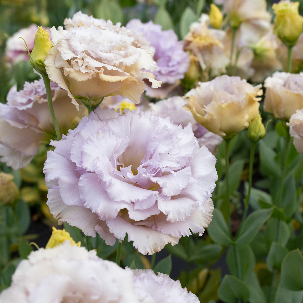 Lisianthus 'Blue Château'