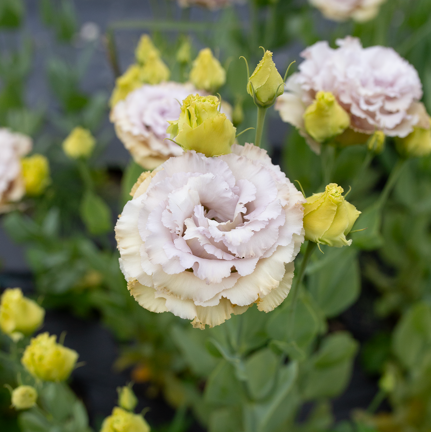 Lisianthus 'Blue Château'