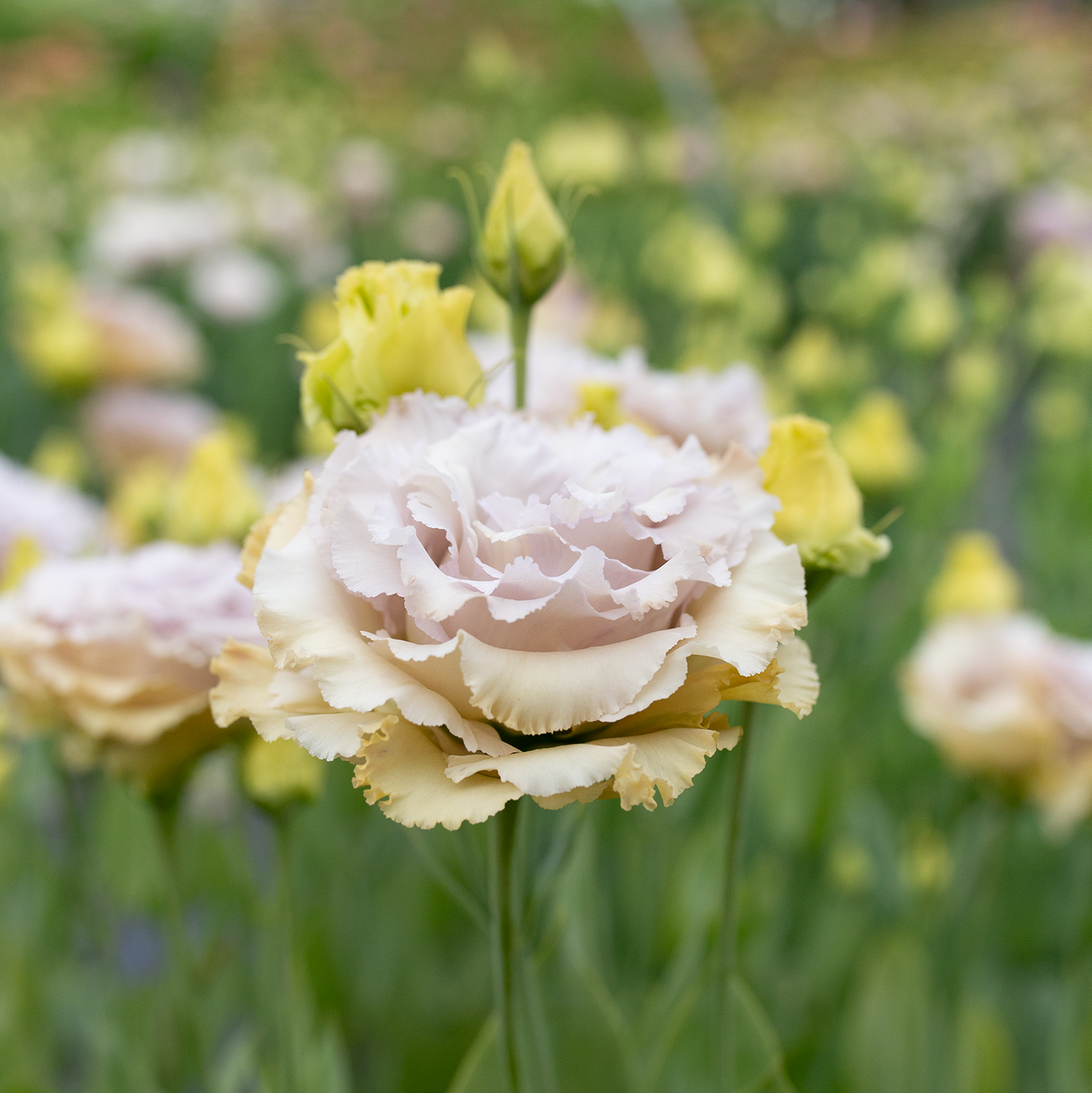 Lisianthus 'Blue Château'