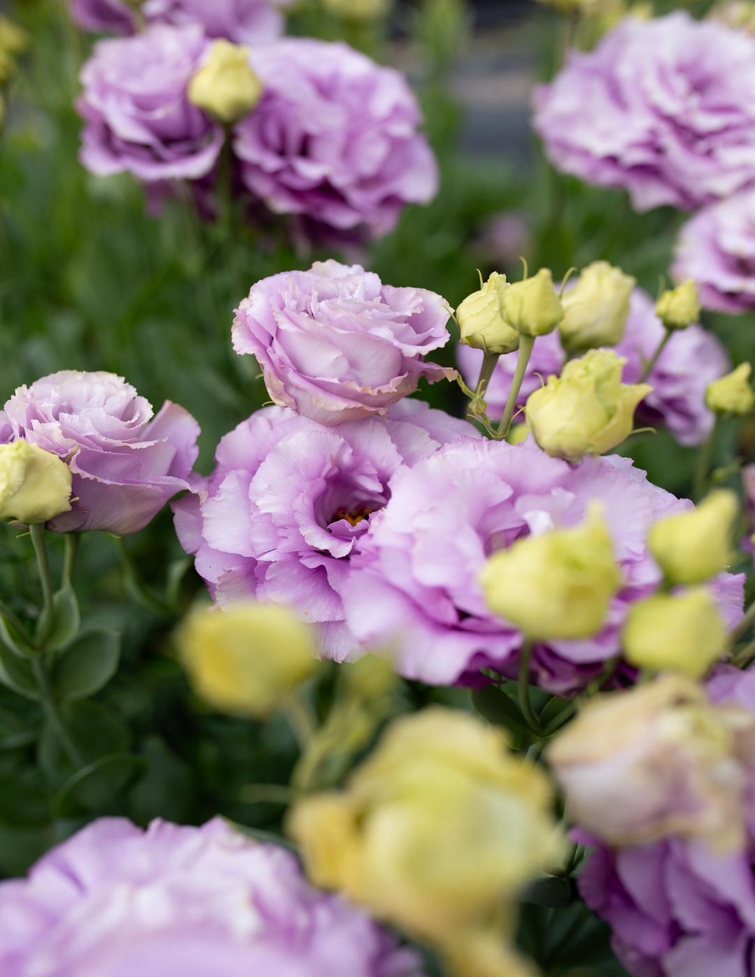 Close-up of purple lisianthus flowers with green buds and leaves.