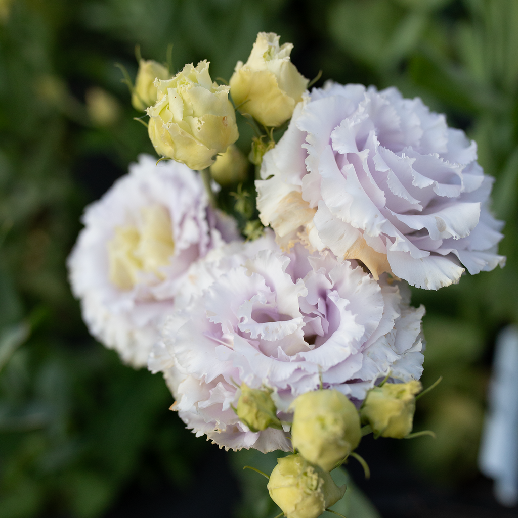 Lisianthus 'Lavender'