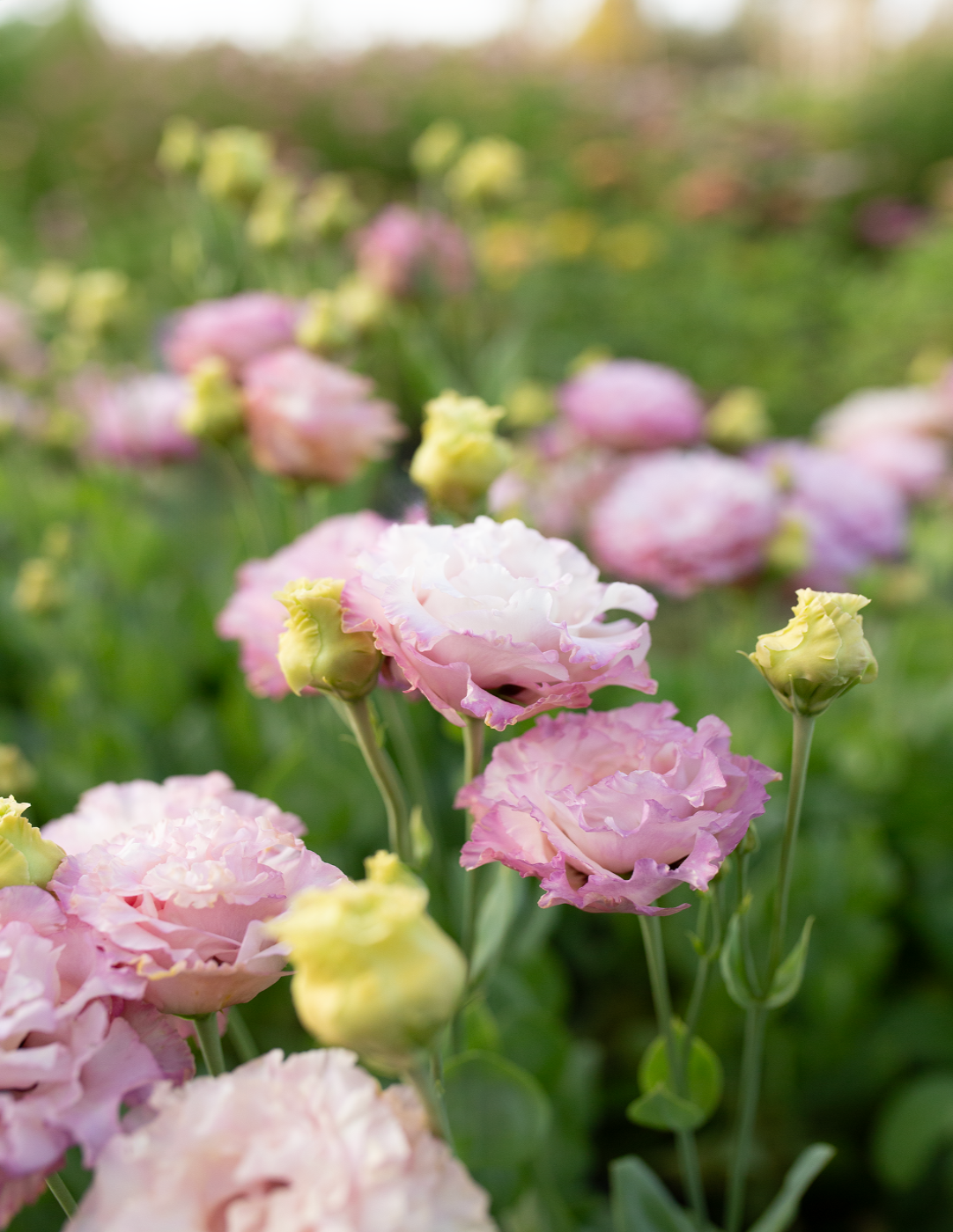 Pink lisianthus flowers with green leaves in a garden setting