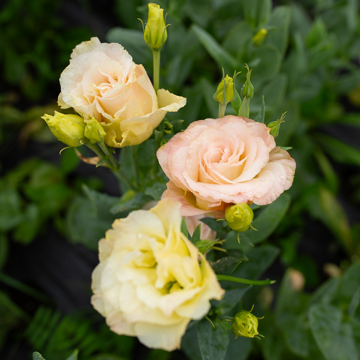 Lisianthus 'Voyage Champagne'