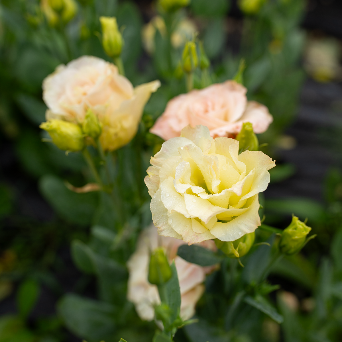 Lisianthus 'Voyage Champagne'