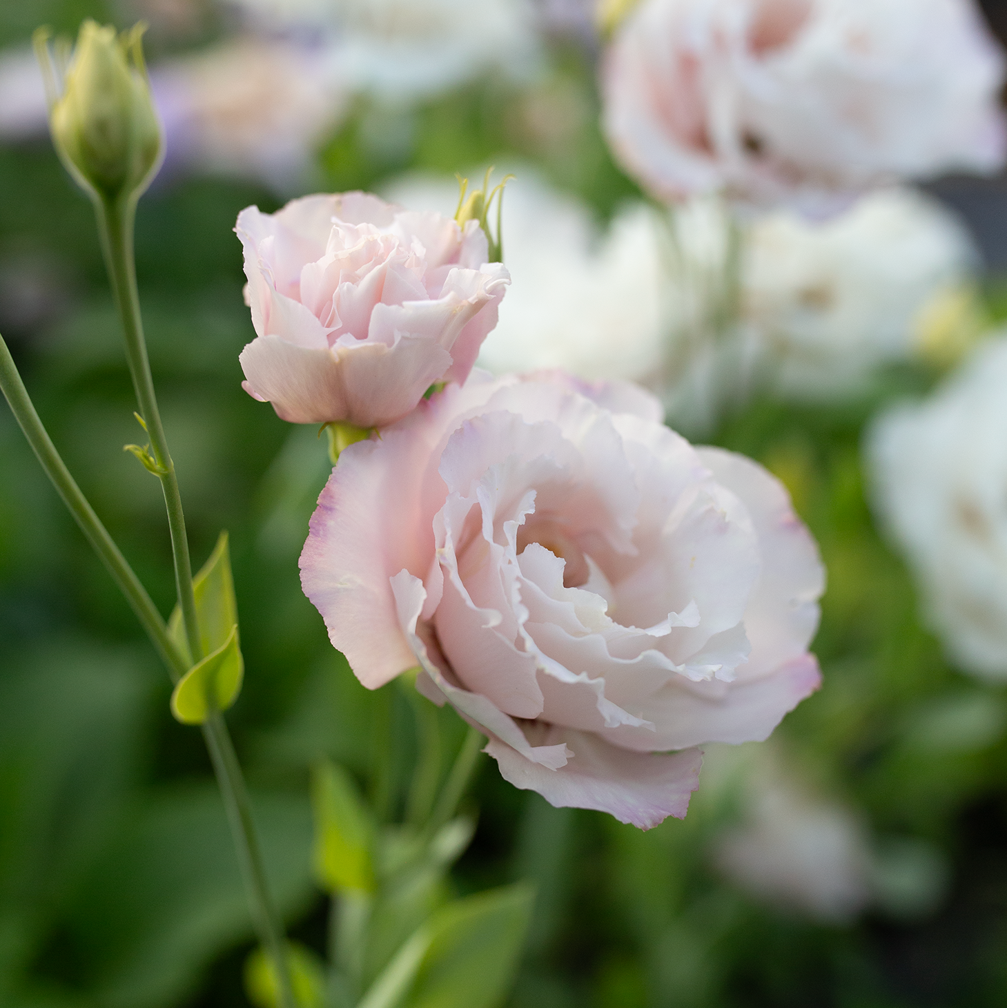 Lisianthus 'Corelli Light Pink'