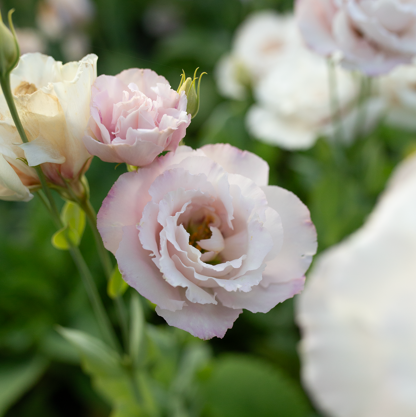 Lisianthus 'Corelli Light Pink'