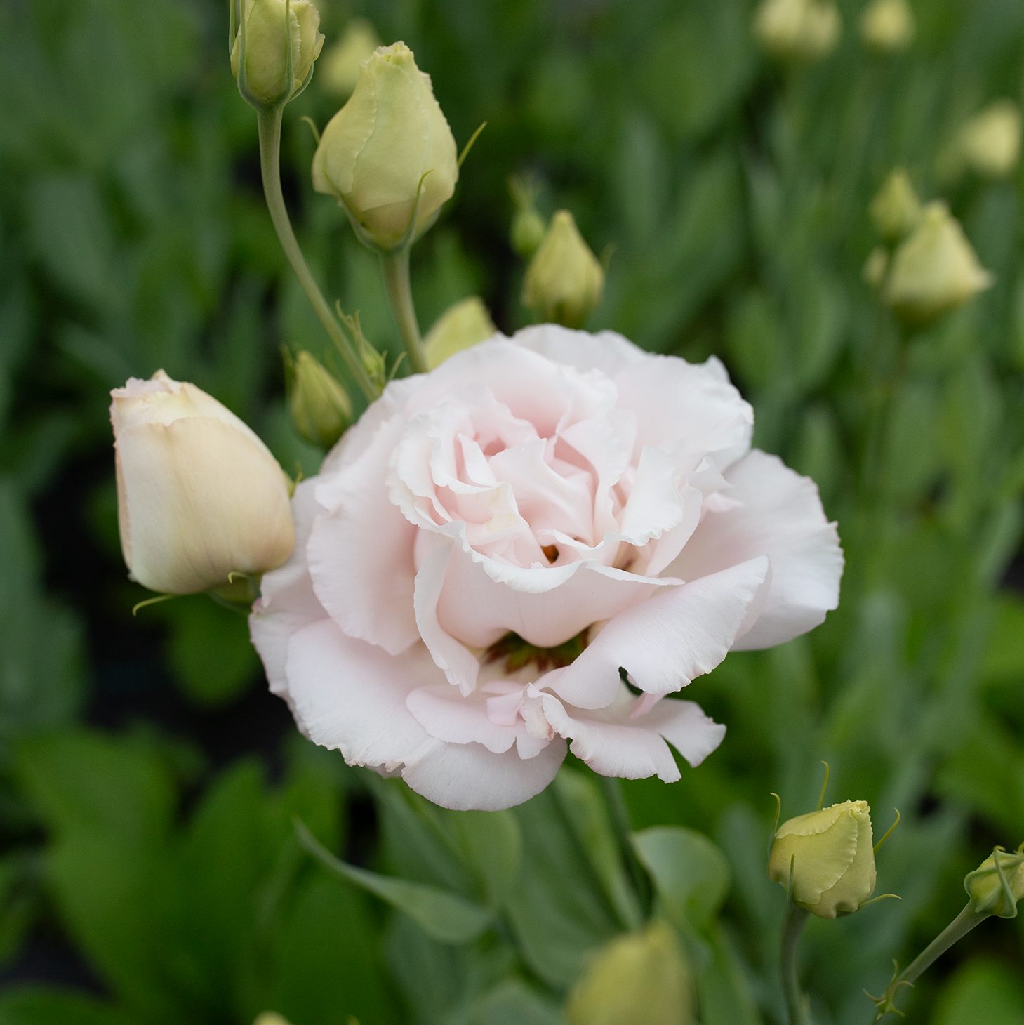 Lisianthus 'Corelli Light Pink'