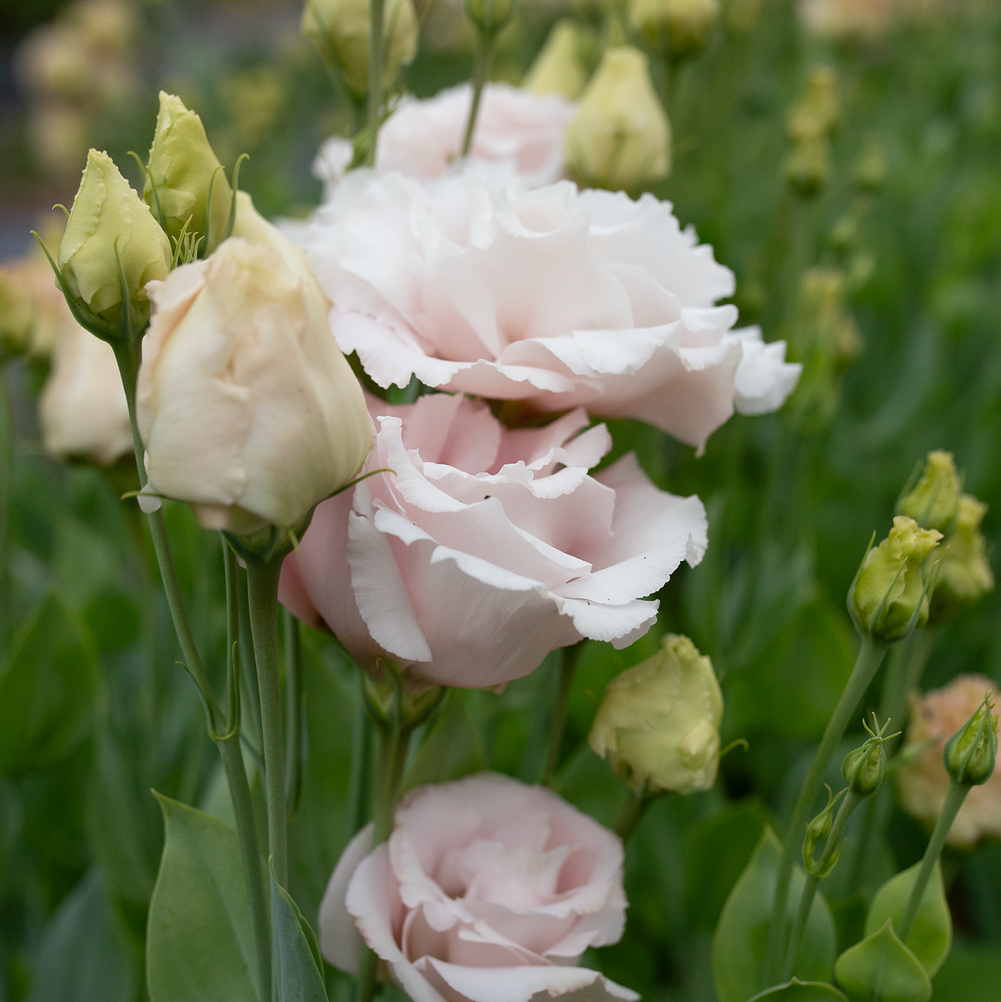Lisianthus 'Corelli Light Pink'