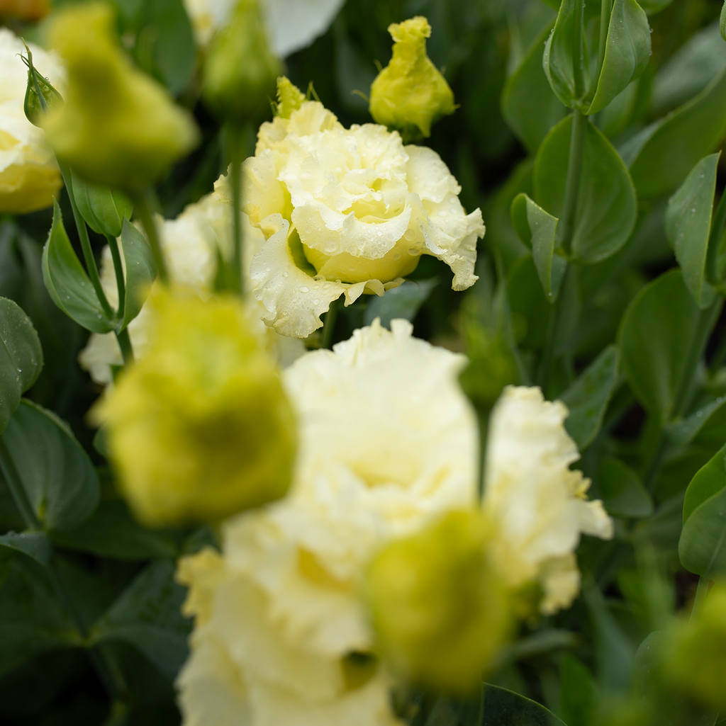 Lisianthus 'Gold'