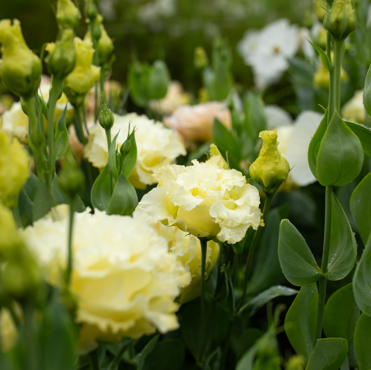 Lisianthus 'Gold'