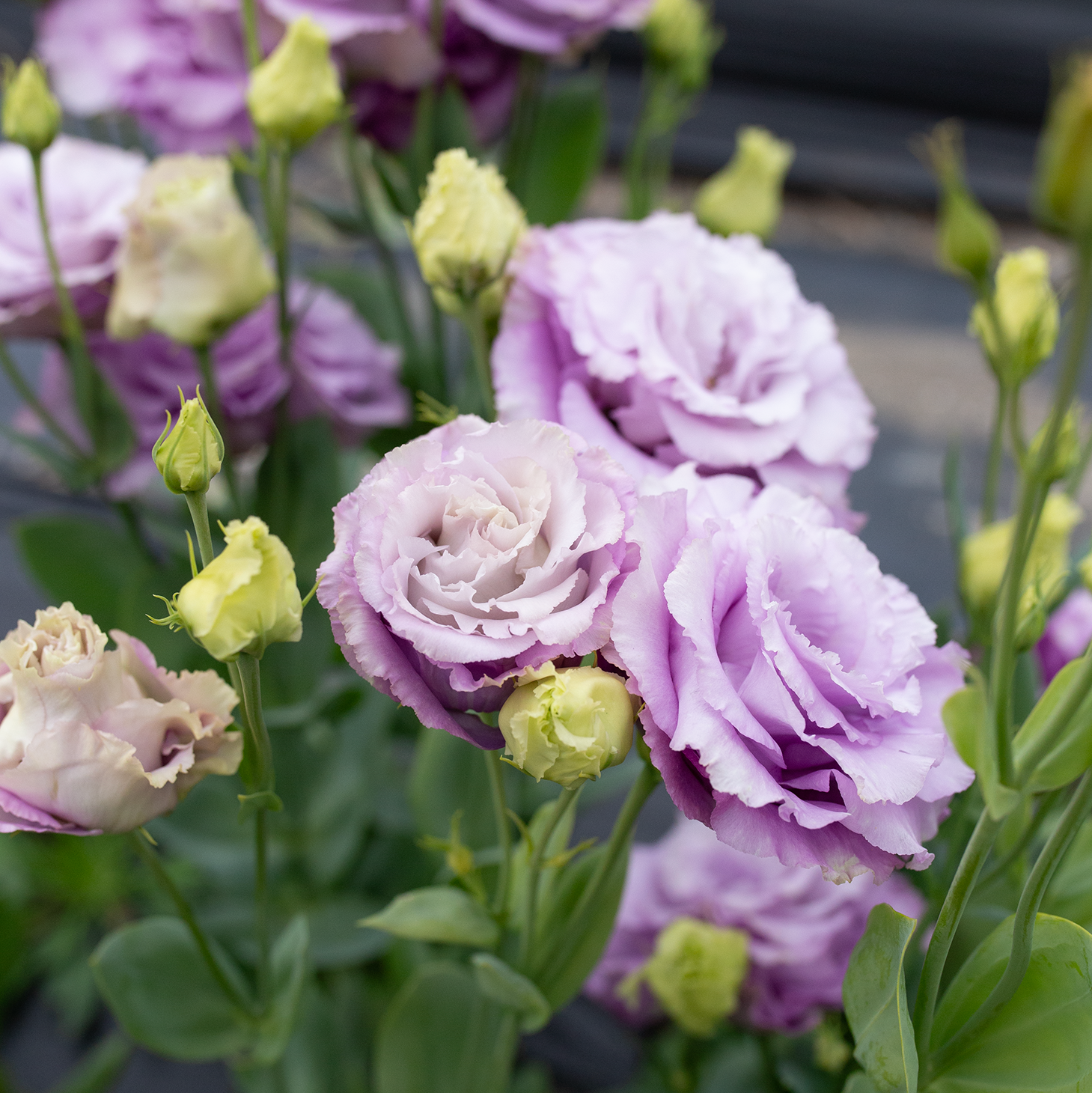 Lisianthus 'Grape'