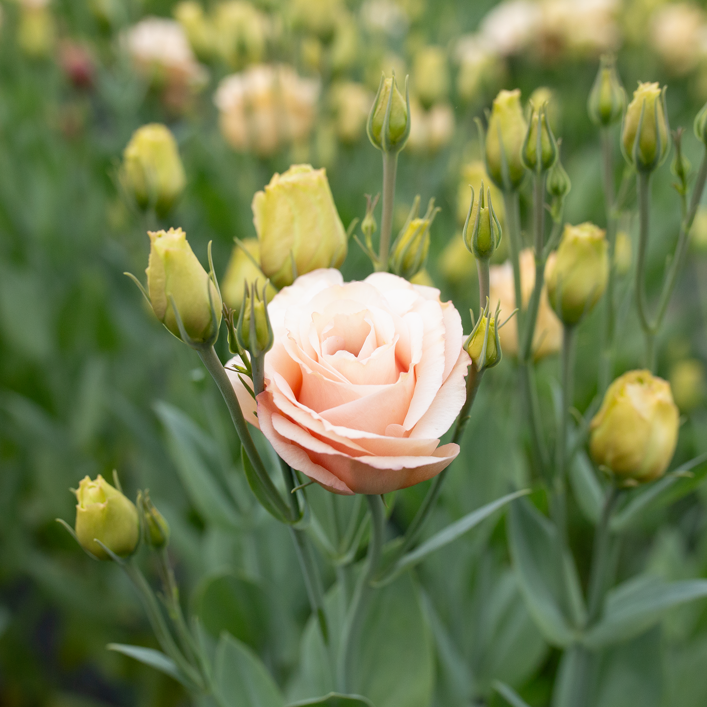 Lisianthus 'Lisadora Apricot'