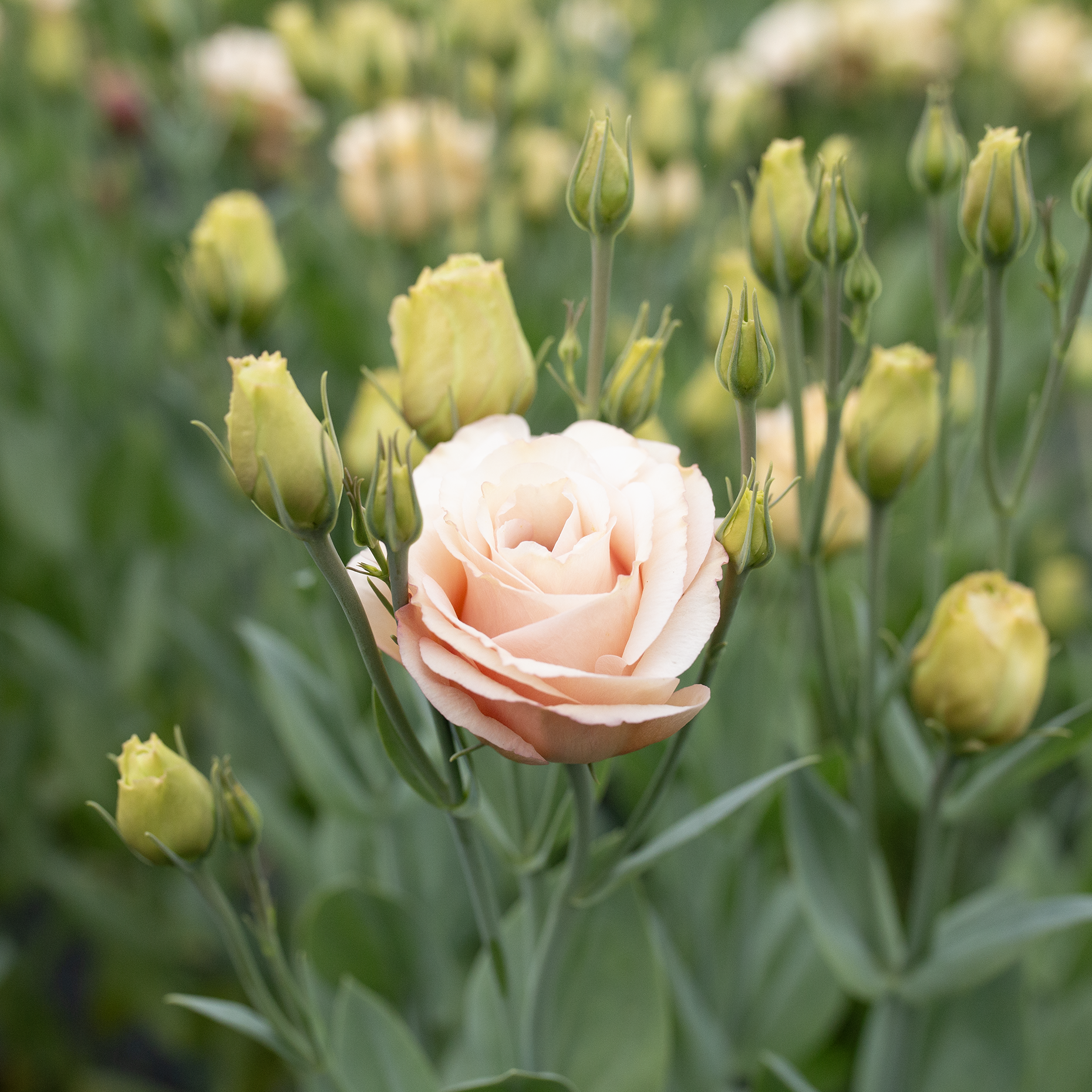 Lisianthus 'Lisadora Apricot'