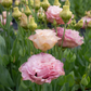 Lisianthus 'Madonna'