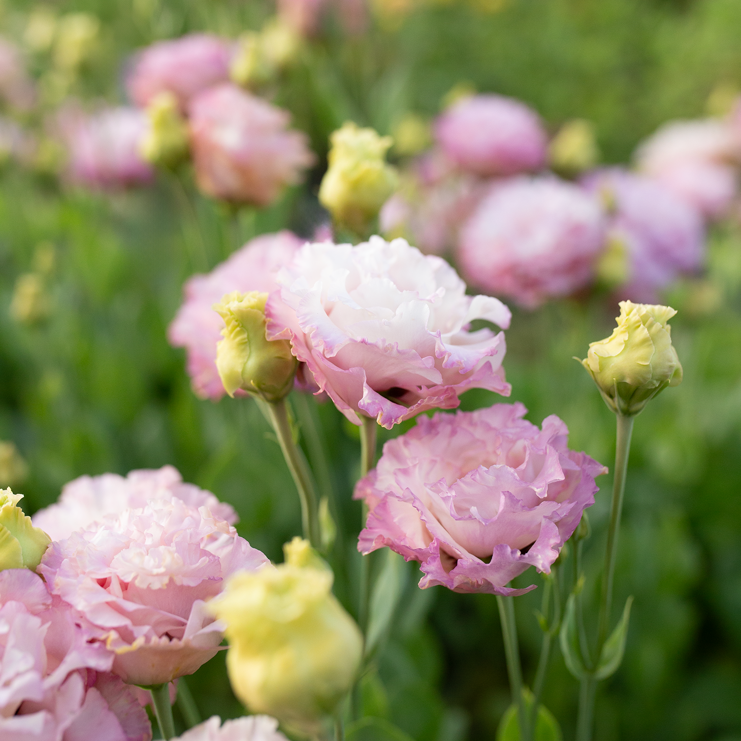 Lisianthus 'Madonna'