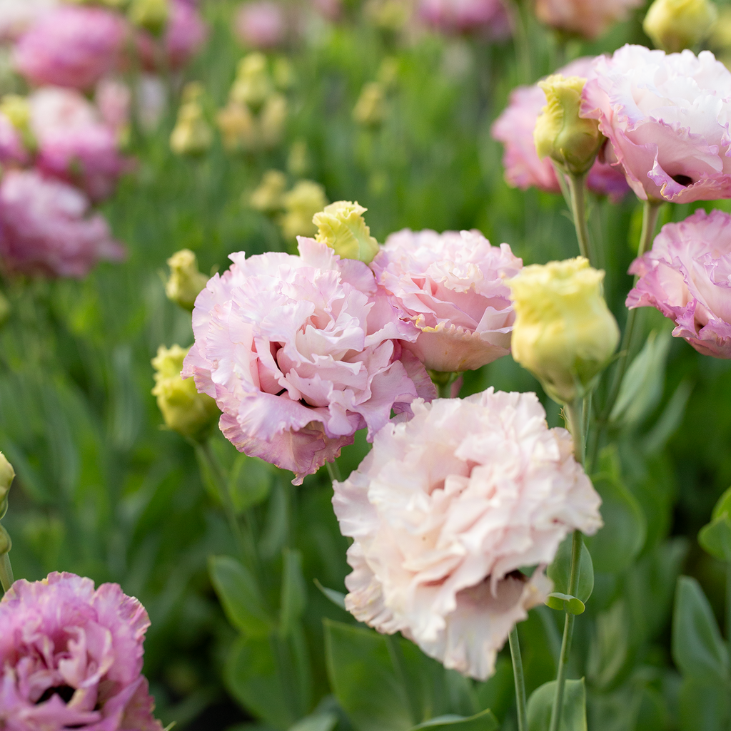 Lisianthus 'Madonna'