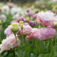 Lisianthus 'Madonna'