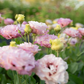 Lisianthus Growing Guide