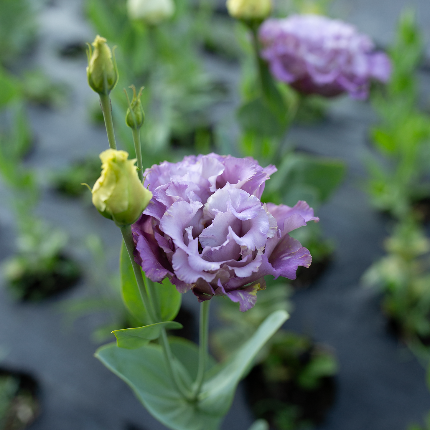 Lisianthus 'Metallic Blue'