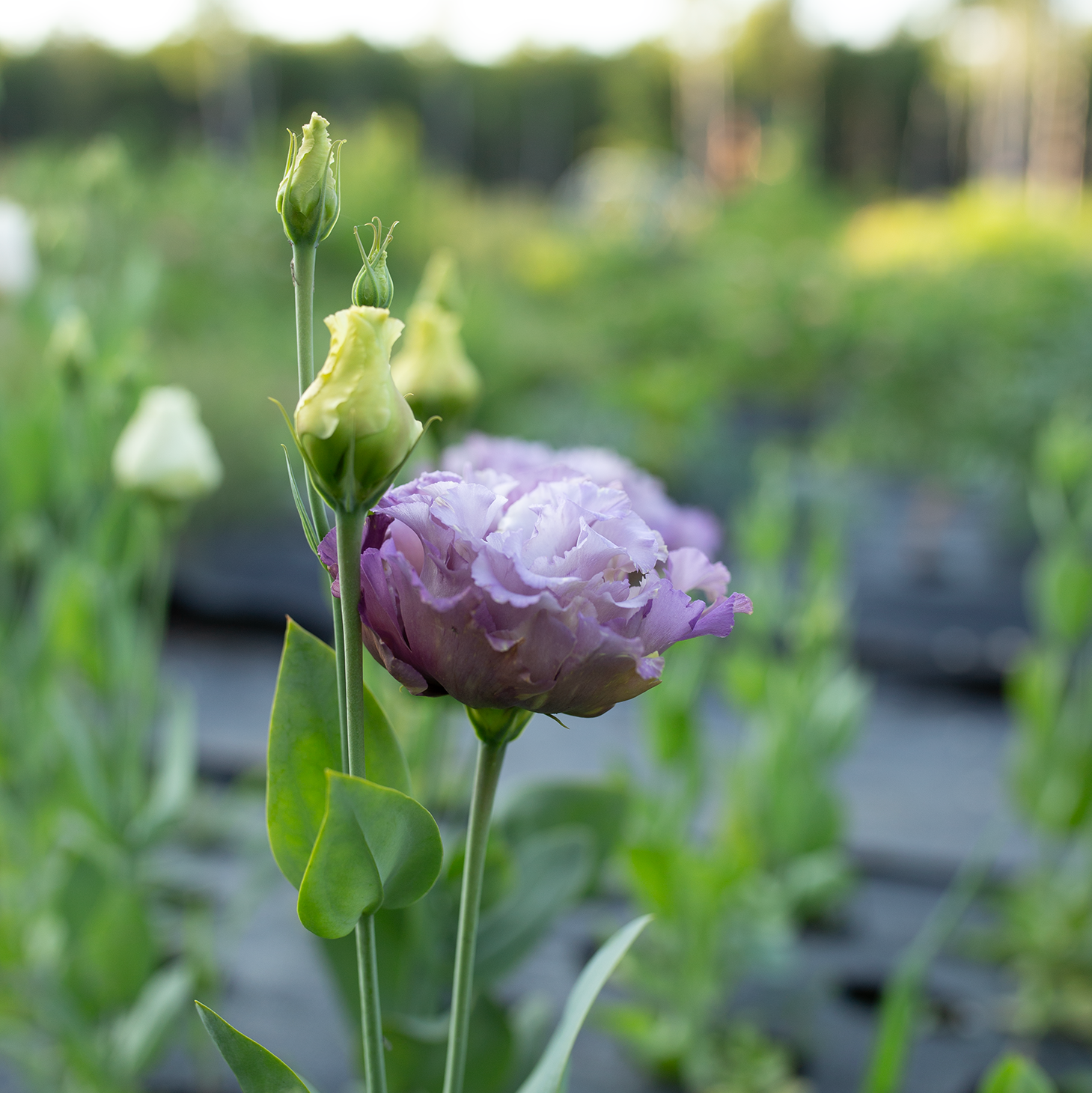 Lisianthus 'Metallic Blue'