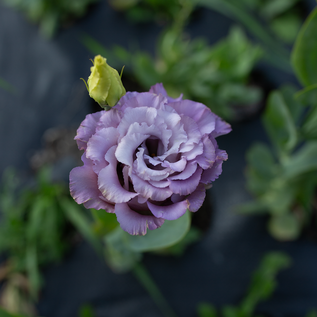 Lisianthus 'Metallic Blue'