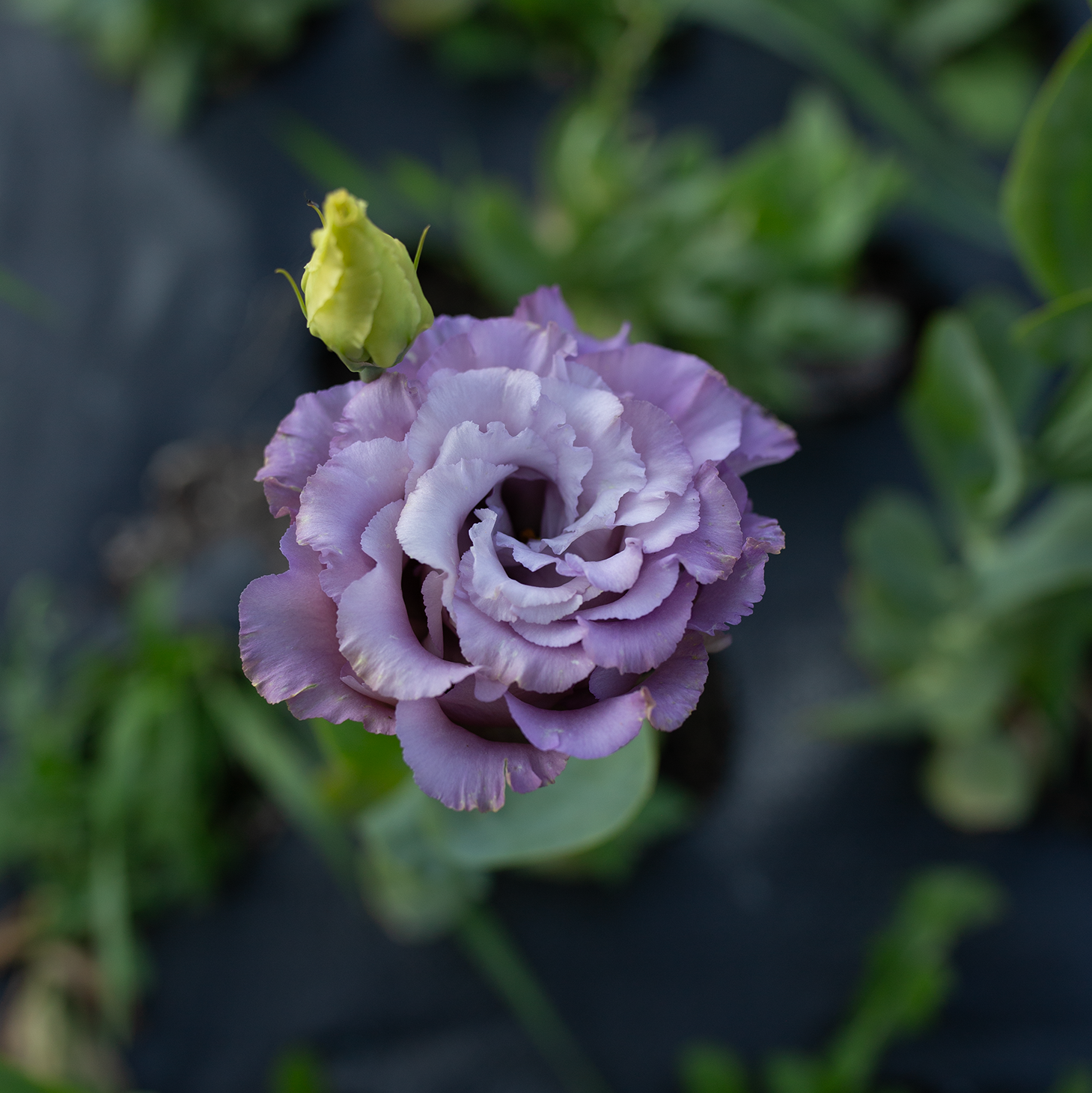 Lisianthus 'Metallic Blue'