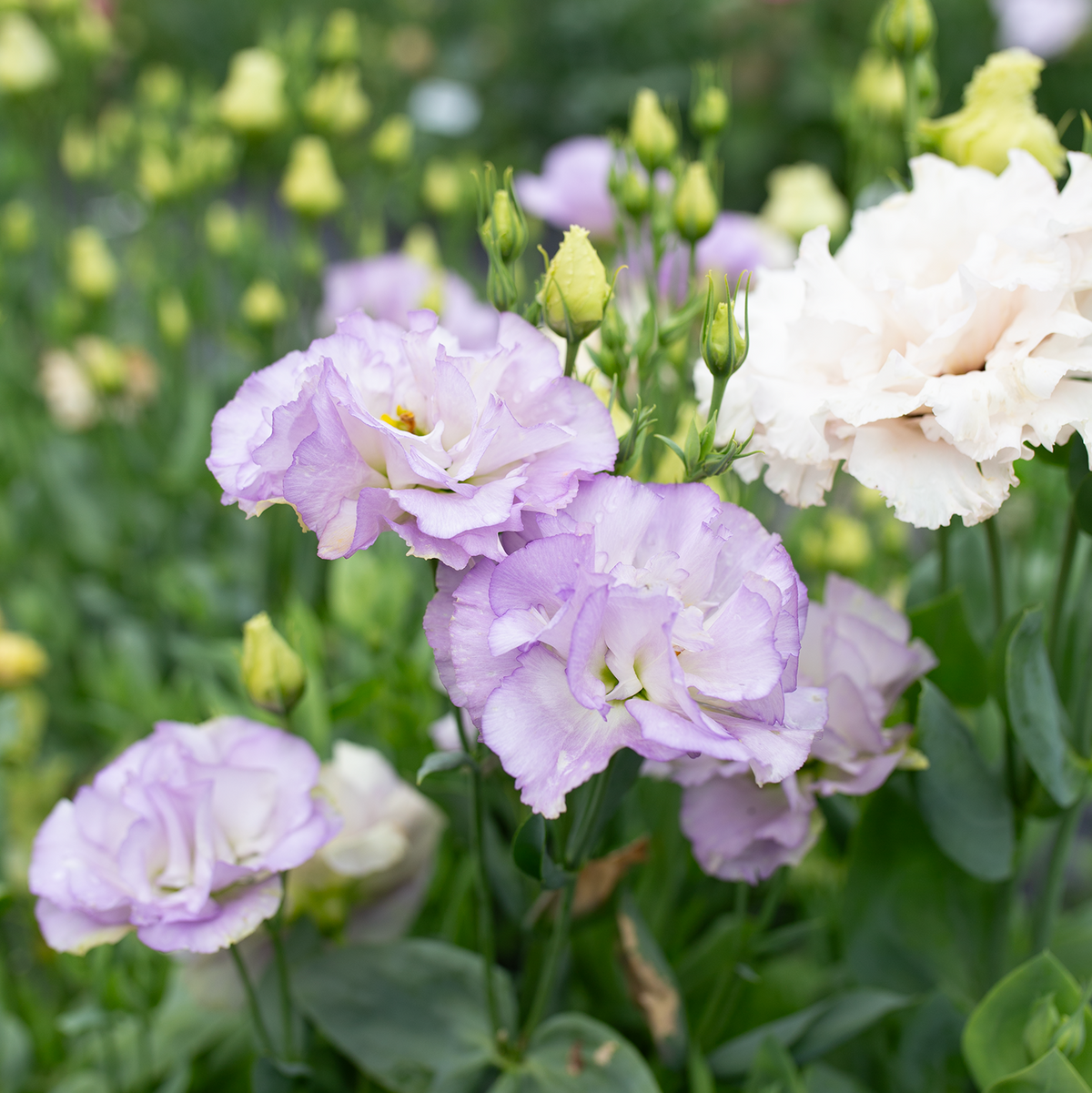 Lisianthus 'Orchid'