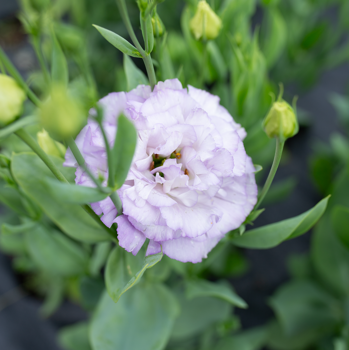 Lisianthus 'Orchid'