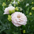 Lisianthus 'Queen'