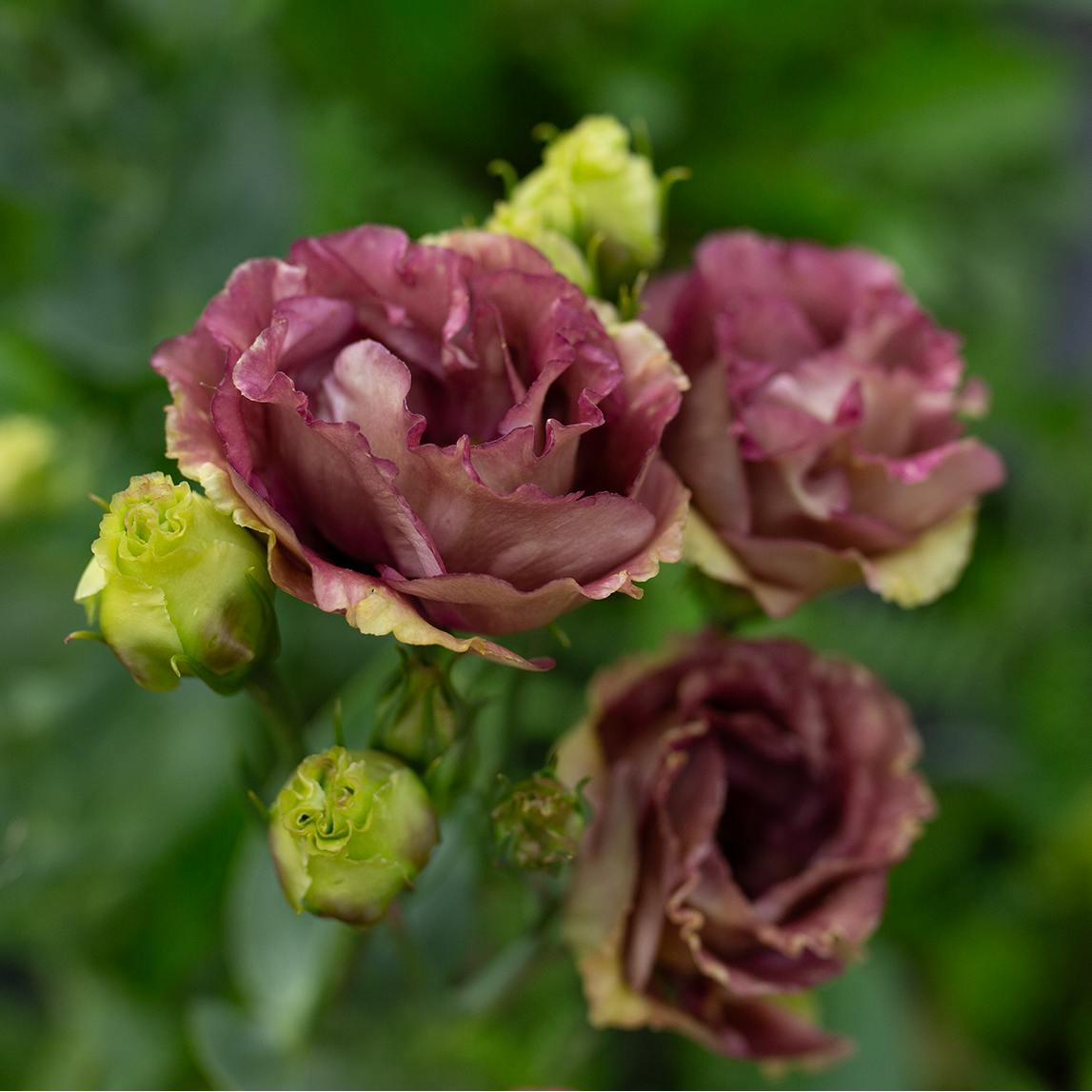 Lisianthus 'Rosanne Brown'