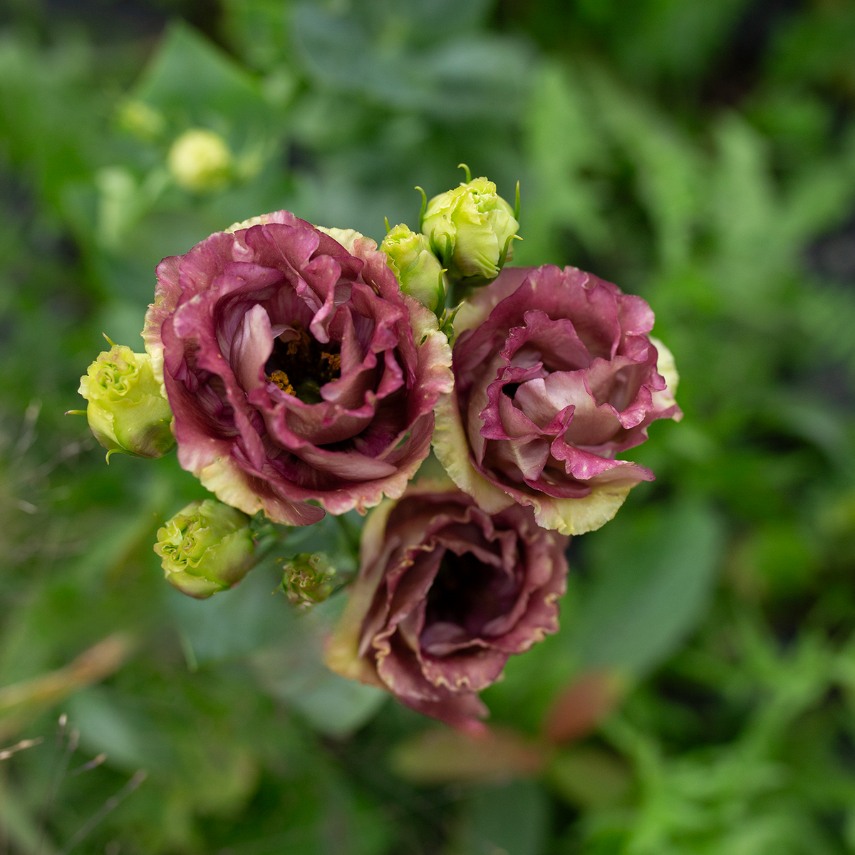 Lisianthus 'Rosanne Brown'