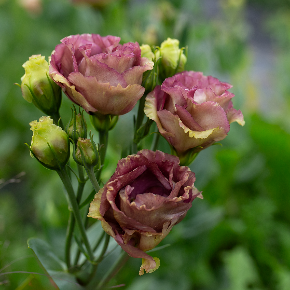 Lisianthus 'Rosanne Brown'
